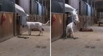 Affetto e rispetto reciproco: cane e cavallo ti lasceranno senza fiato | Video
