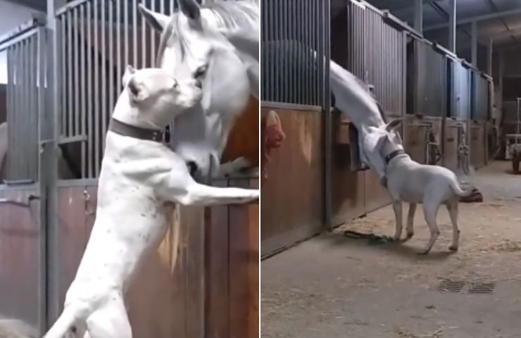 cane con cavallo video