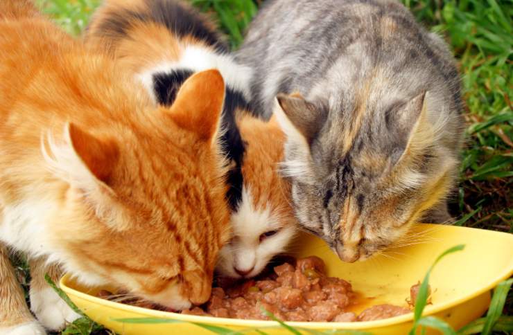i gatti si rubano il cibo a vicenda