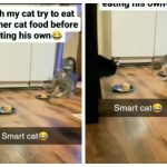 gatto furbo viene un'idea ruba cibo