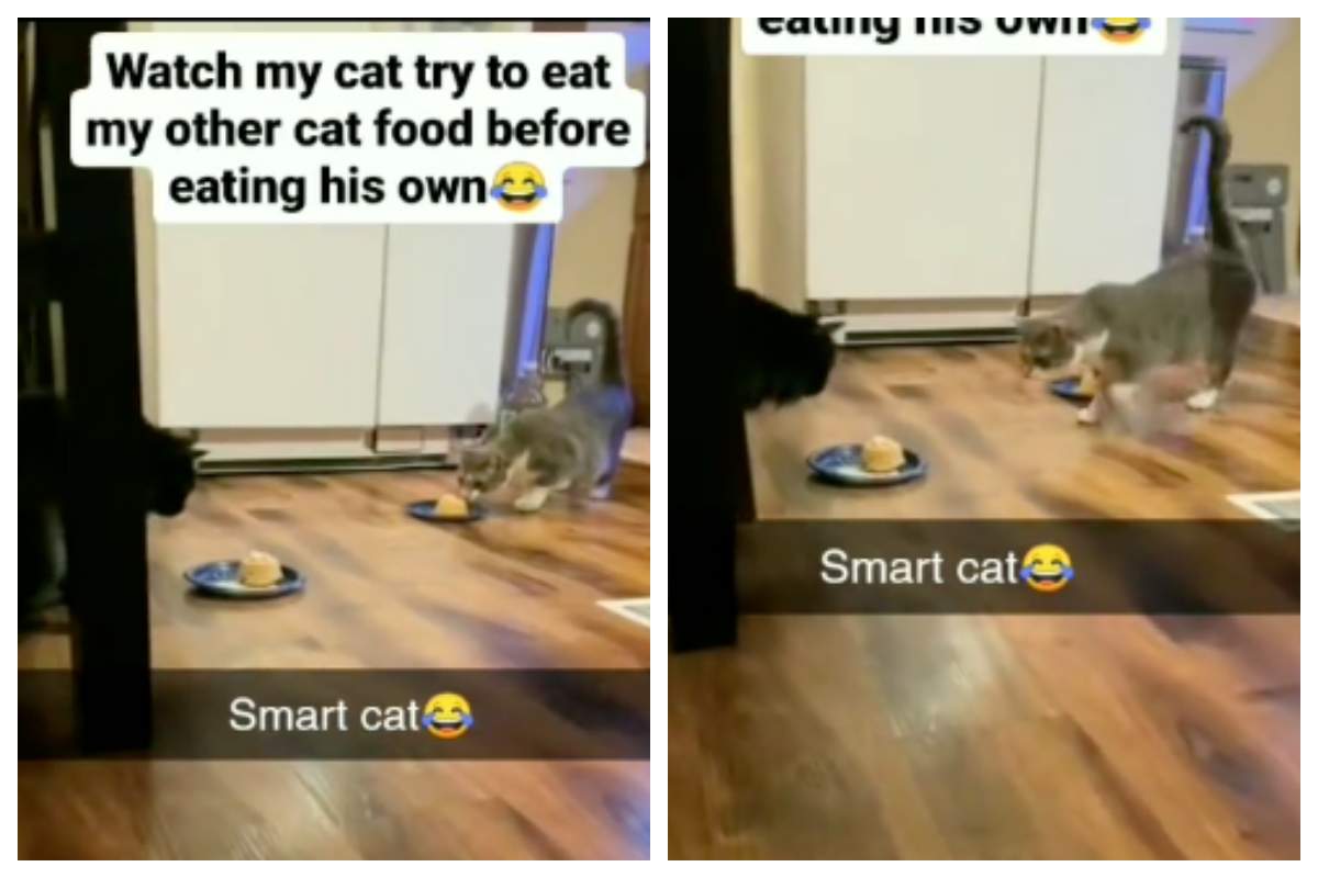 il gatto è solito rubare il cibo